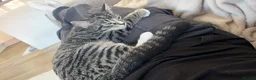 Domestic Shorthair cats for sale: Two 4 month male kittens  - Advert 7