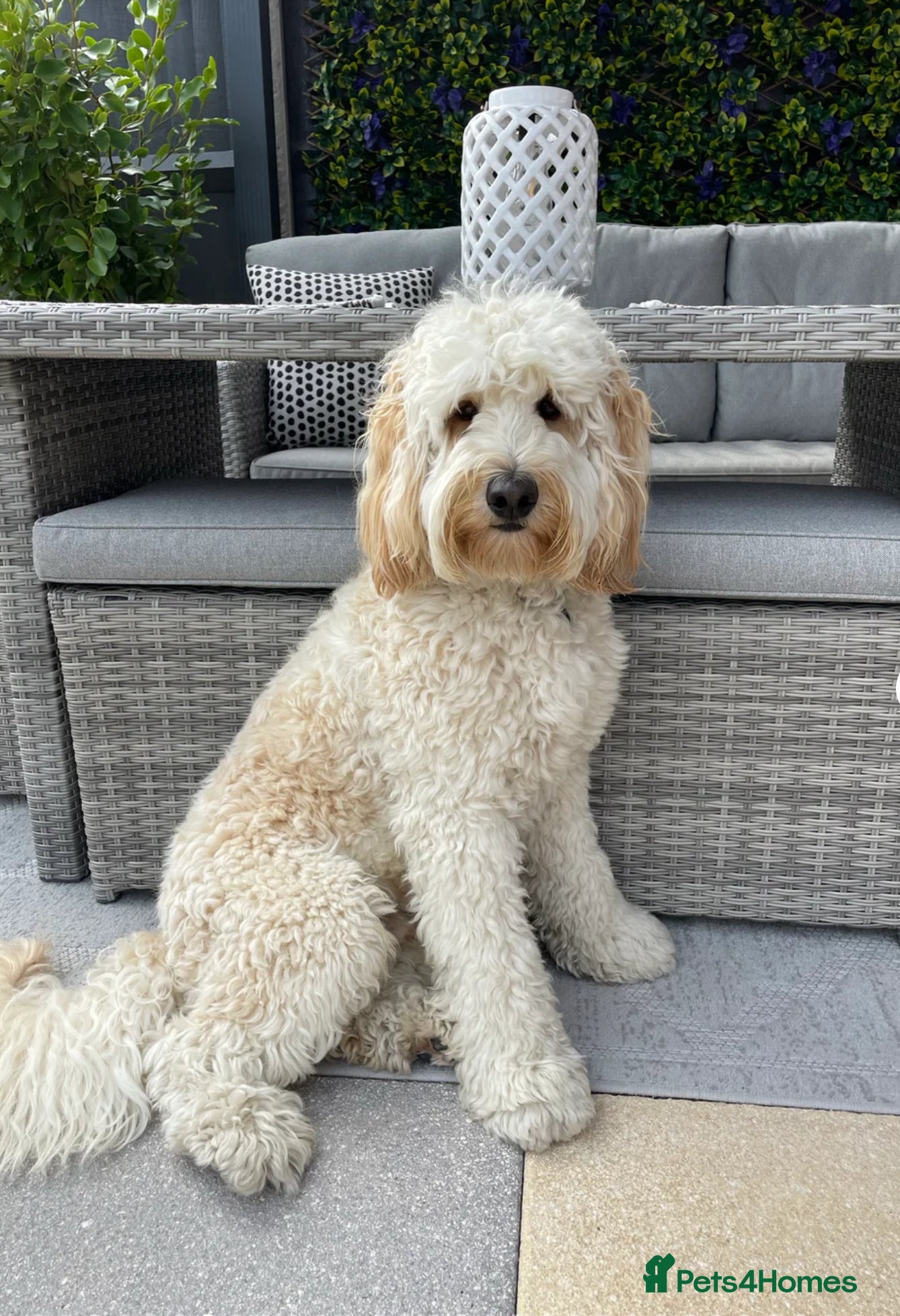 Mixed Breed dogs for sale: Multigeneration Cream/Apricot Double Doodles  - Advert 9
