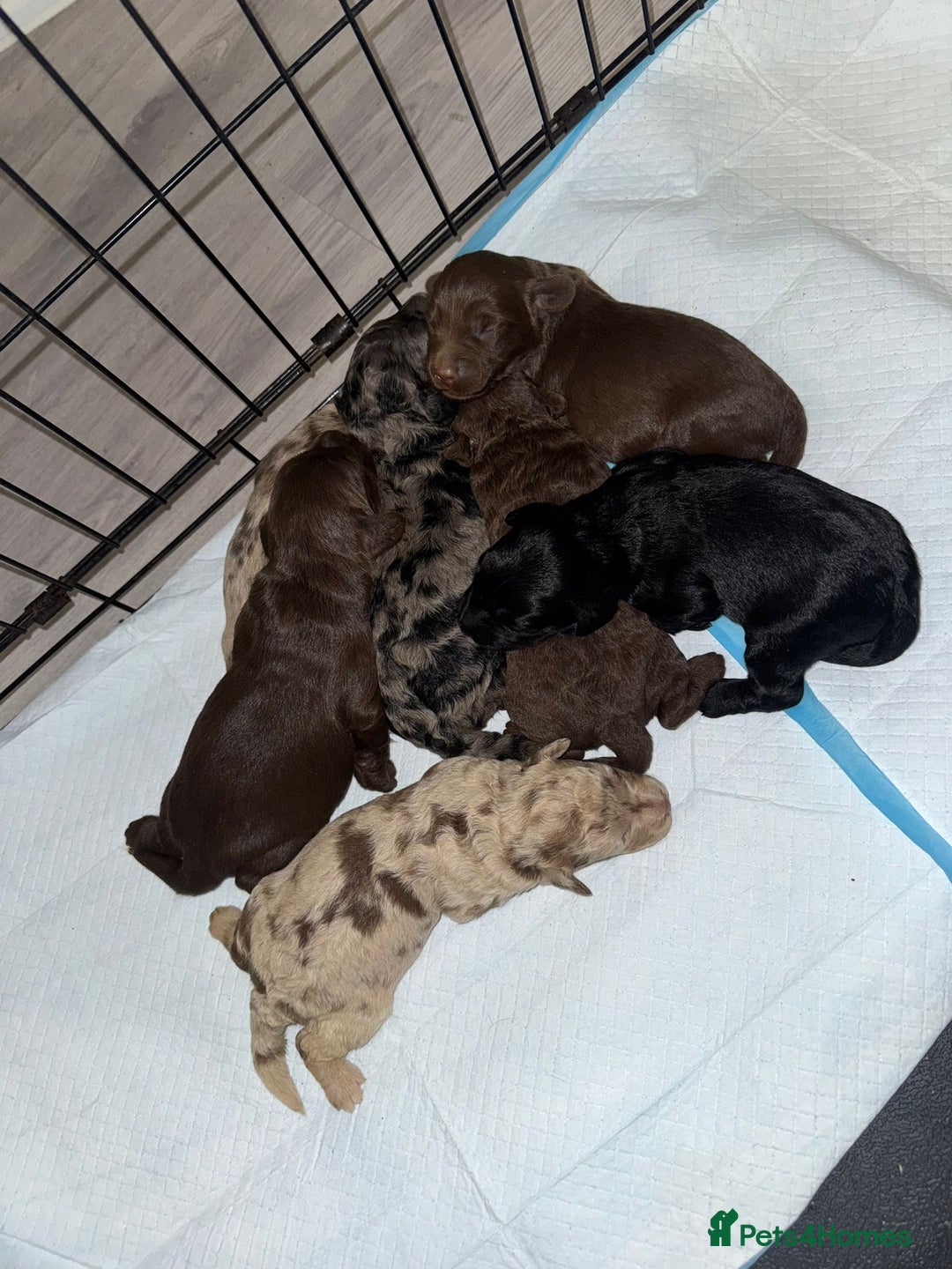 Labradoodle dogs for sale: Stunning labradoodle puppies - Advert 3