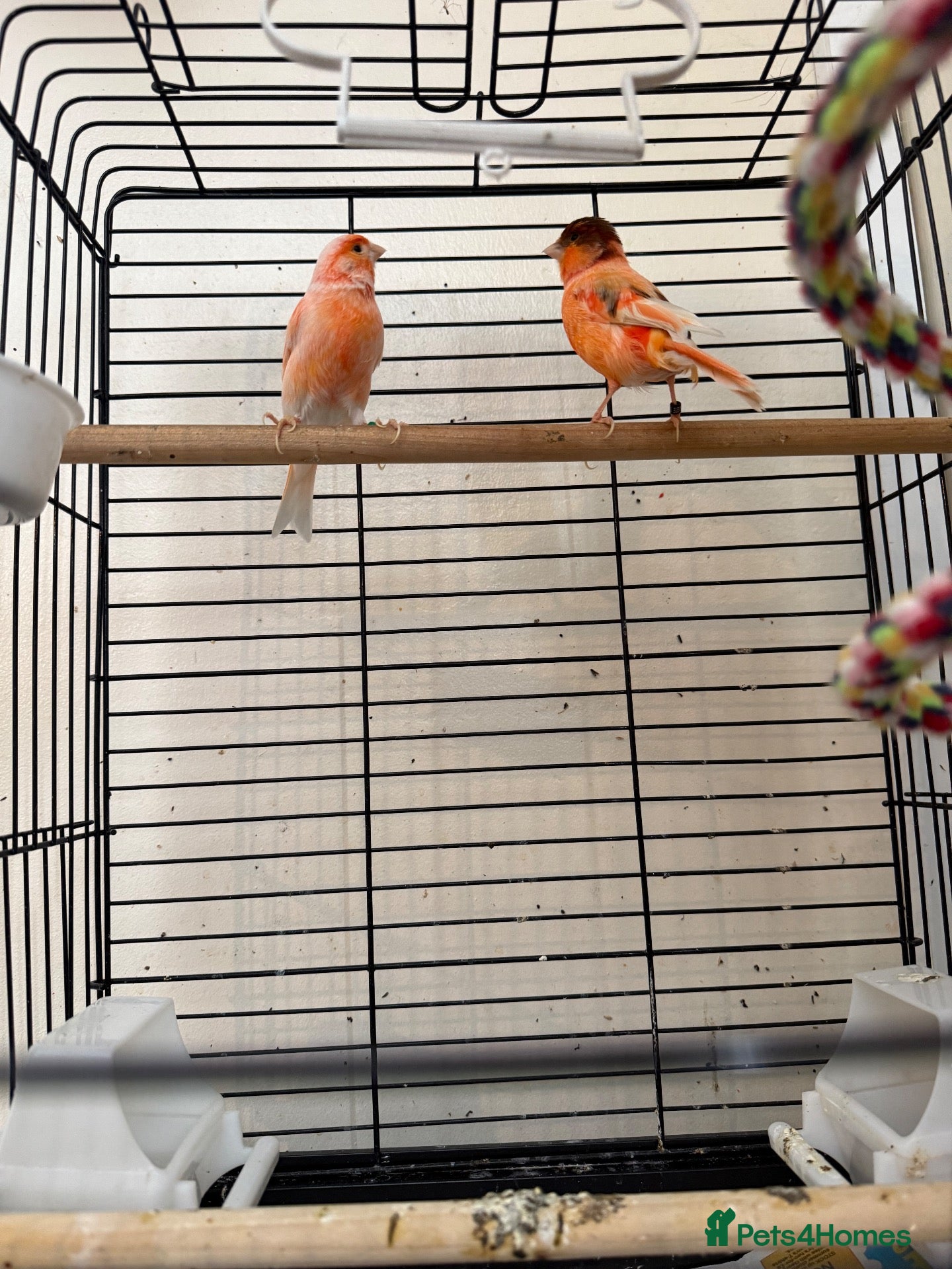 Parrots birds A pair of red factor canaries and cage  - Advert 3