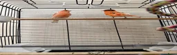 Parrots birds for sale: A pair of red factor canaries and cage  - Advert 3
