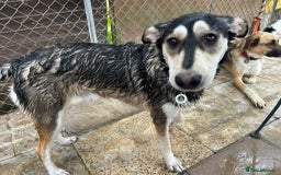 Mixed Breed dogs for adoption: Travis - Norwich Norfolk  - Image 2
