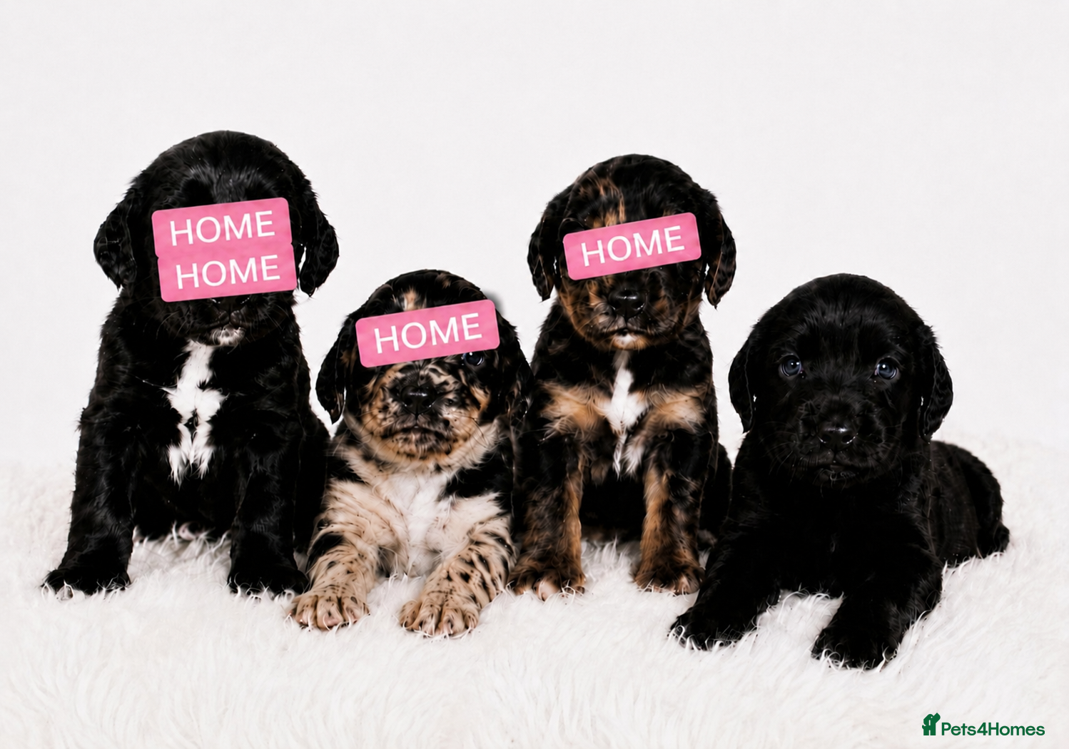 Cocker Spaniel dogs Cocker Spaniels 🐾  - Advert 2