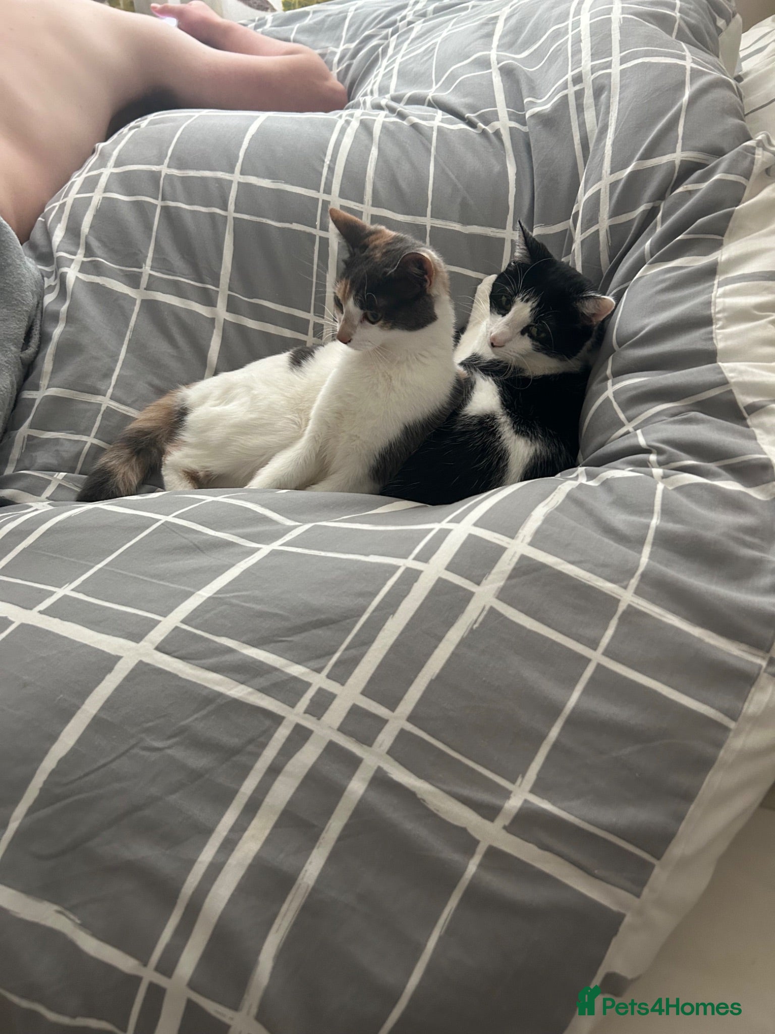 Mixed Breed cats 2 Female Cats - Advert 4