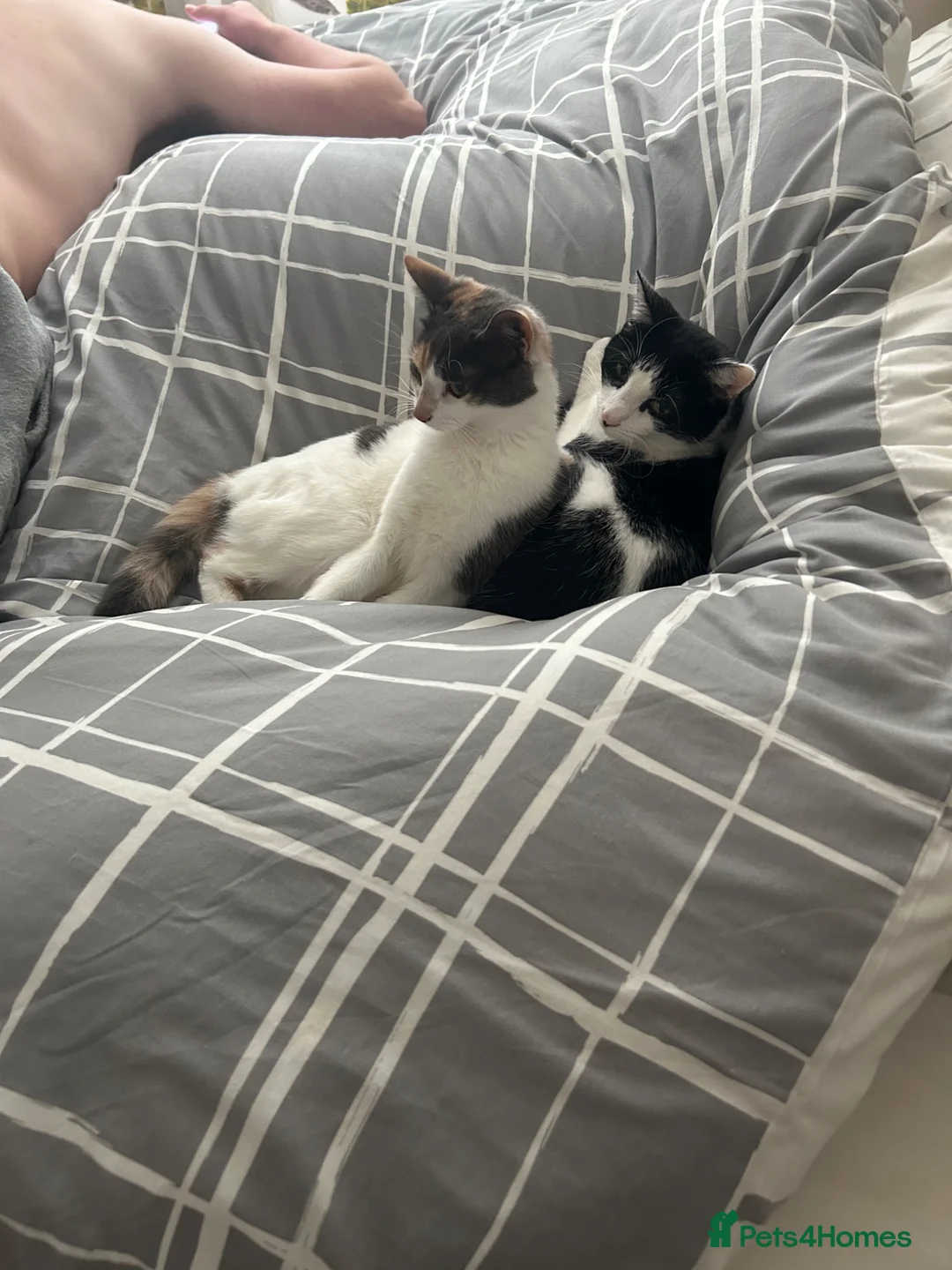 Mixed Breed cats for sale: 2 Female Cats in Leominster - Advert 1