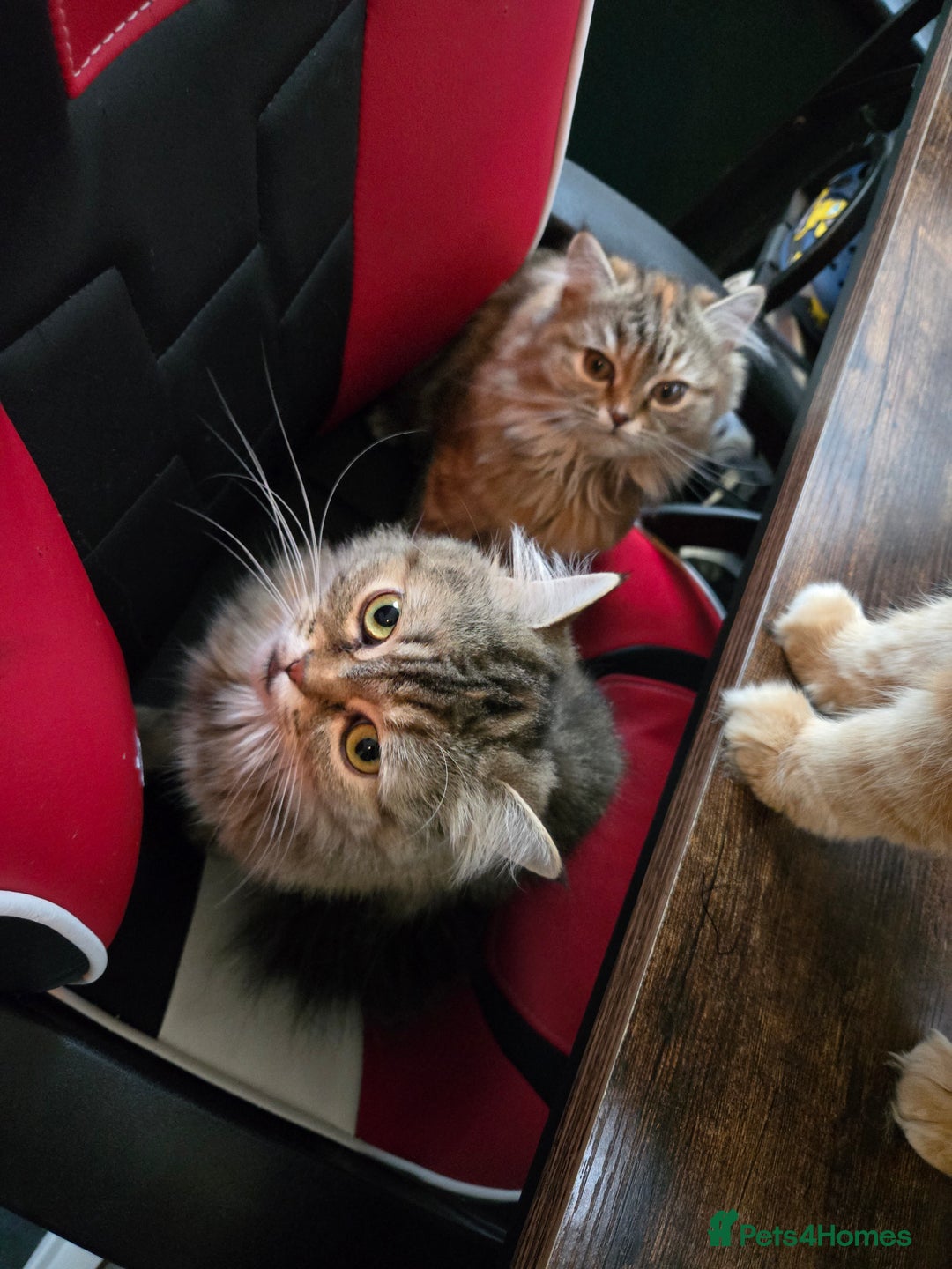 Persian cats for sale: Georgeous Persian Kitten for Sale  - Image 7