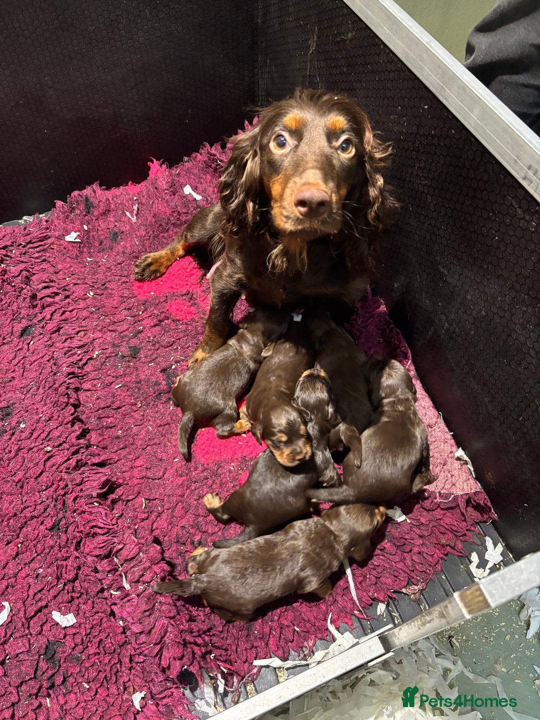 Cocker Spaniel dogs for sale: ASH X MICKEY-CHOC&TAN AVAILABLE-DoB-22.10.25 - Advert 1