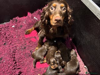 Cocker Spaniel dogs ASH X MICKEY-CHOC&TAN AVAILABLE-DoB-22.10.25 - Advert 2