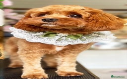 Cockapoo dogs for sale: 2 cockapoo 1 cavapoo  - Image 2