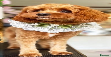 Cockapoo dogs - Advert 3