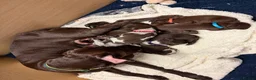 German Shorthaired Pointer dogs for sale: KC registered German Shorthaired Pointers - Advert 12