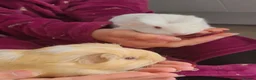 Guinea Pig rodents for sale: 2 x baby guinea pigs white / ginger  in Brigg - Advert 4