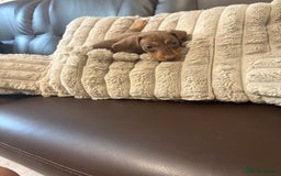 Dachshund dogs for sale: Dachshund puppies  - Image 9
