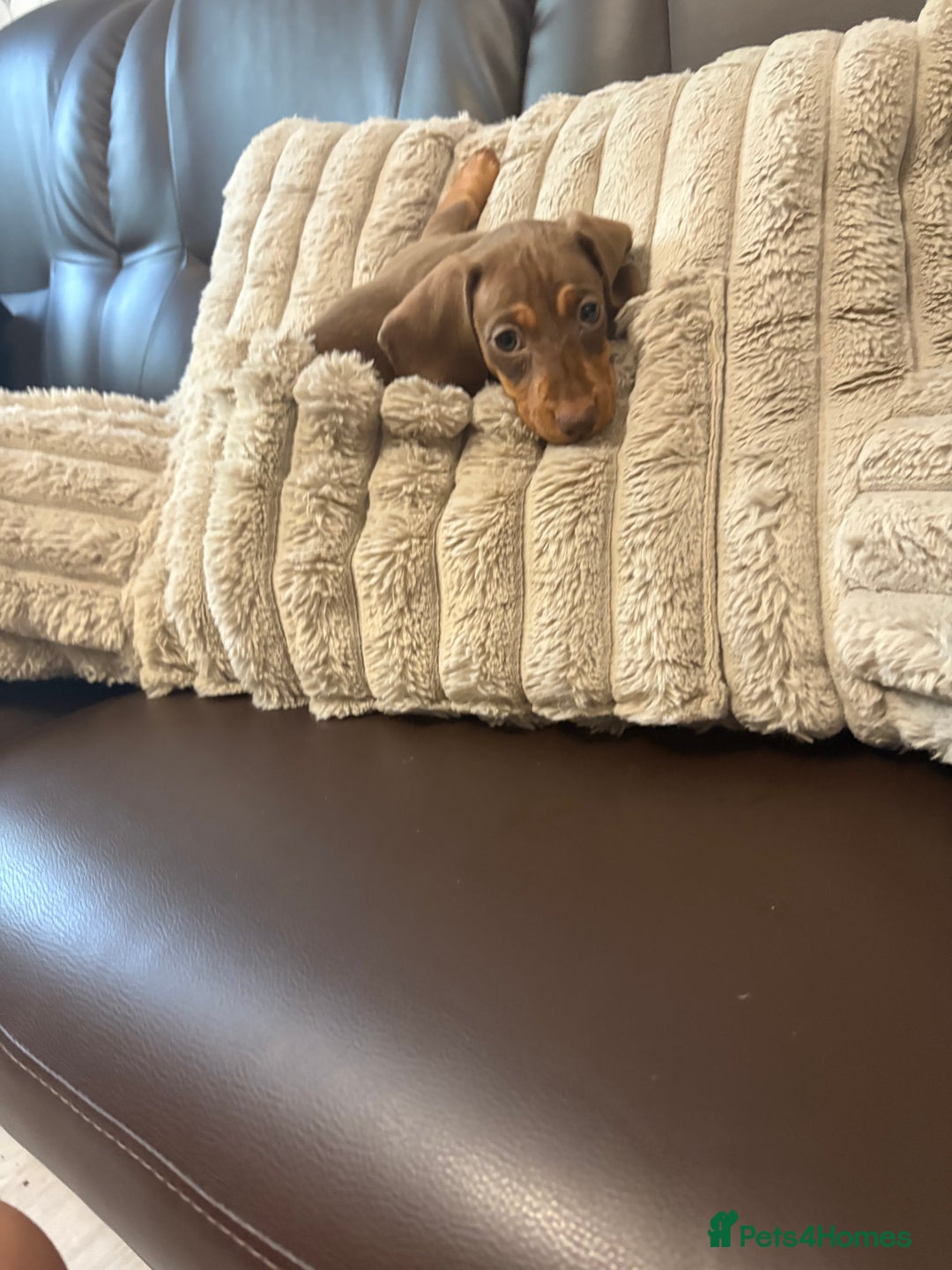 Dachshund dogs for sale: Dachshund puppies  - Image 9