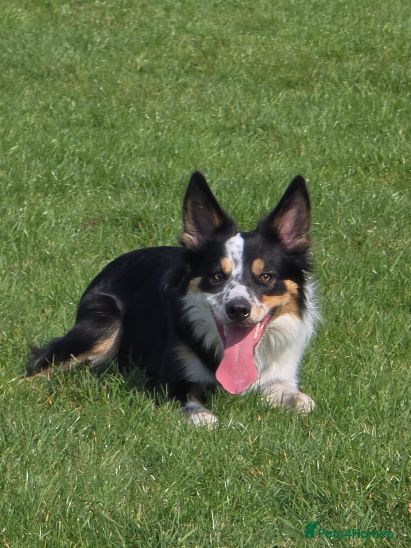 Border Collie dogs 17 months - lovely Border. - Advert 3