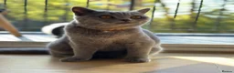 British Shorthair cats for sale: British shorthair blue /Adorable kittens  - Advert 18
