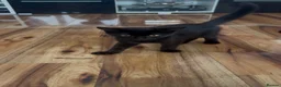 Mixed Breed cats for sale: Cute mixed breed kitten - Advert 4