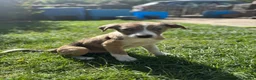 Border Collie dogs for sale: Working Border collie puppies  - Advert 7