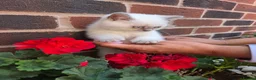 British Shorthair cats for sale: Cute brithis-shorthair kittens - Advert 19