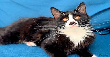 Mixed Breed cats - Advert 12