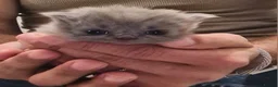 British Shorthair cats for sale: 1 male & 1 female British longhair  - Advert 11