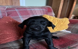 Goldador dogs for sale: Glorious and Galiant Goldador puppies for sale! - Advert 8
