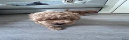 Cavapoo dogs for sale: Beautiful tiny f1bb cavapoo puppies PRA clear - Advert 12