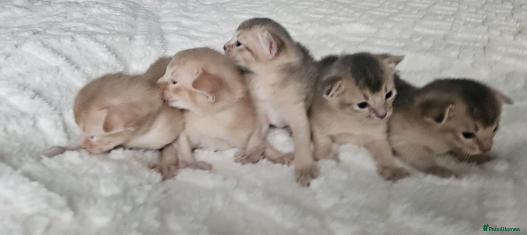 Abyssinian cats for sale: Abyssinian  - Advert 1