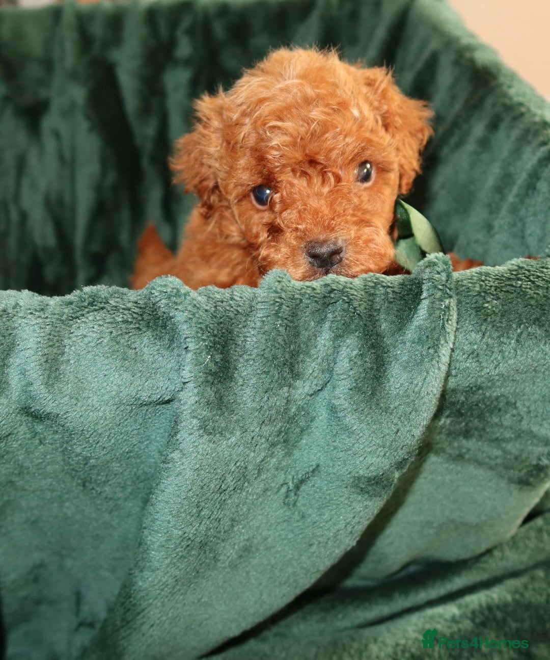 Maltipoo dogs for sale: Red Maltipoo boy 👑  - Advert 8