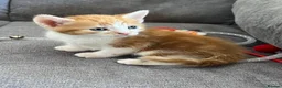 Mixed Breed cats for sale: Kittens for Sale £160 - Advert 17