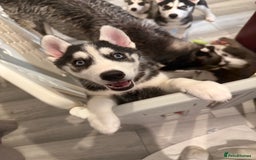 Siberian Husky dogs for sale: Beautiful loving Blue Eyed Siberian Husky’s - Image 8