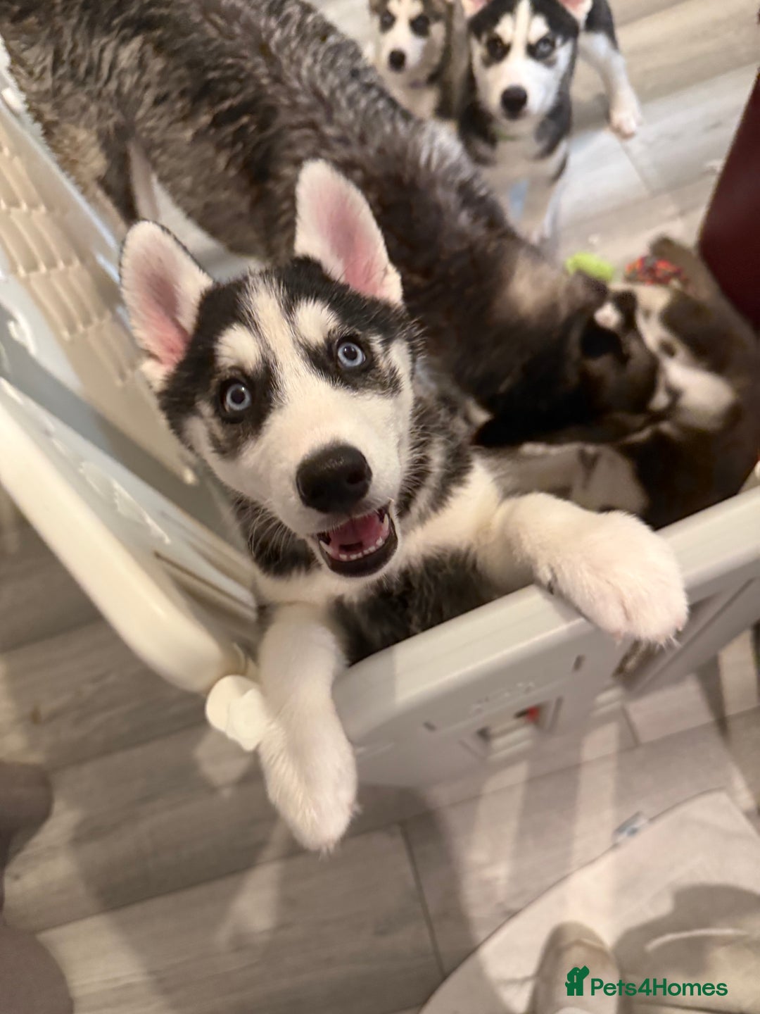 Siberian Husky dogs for sale: Beautiful loving Blue Eyed Siberian Husky’s - Image 8