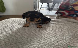 Dachshund dogs for sale: 8 dachshund puppies  - Image 29