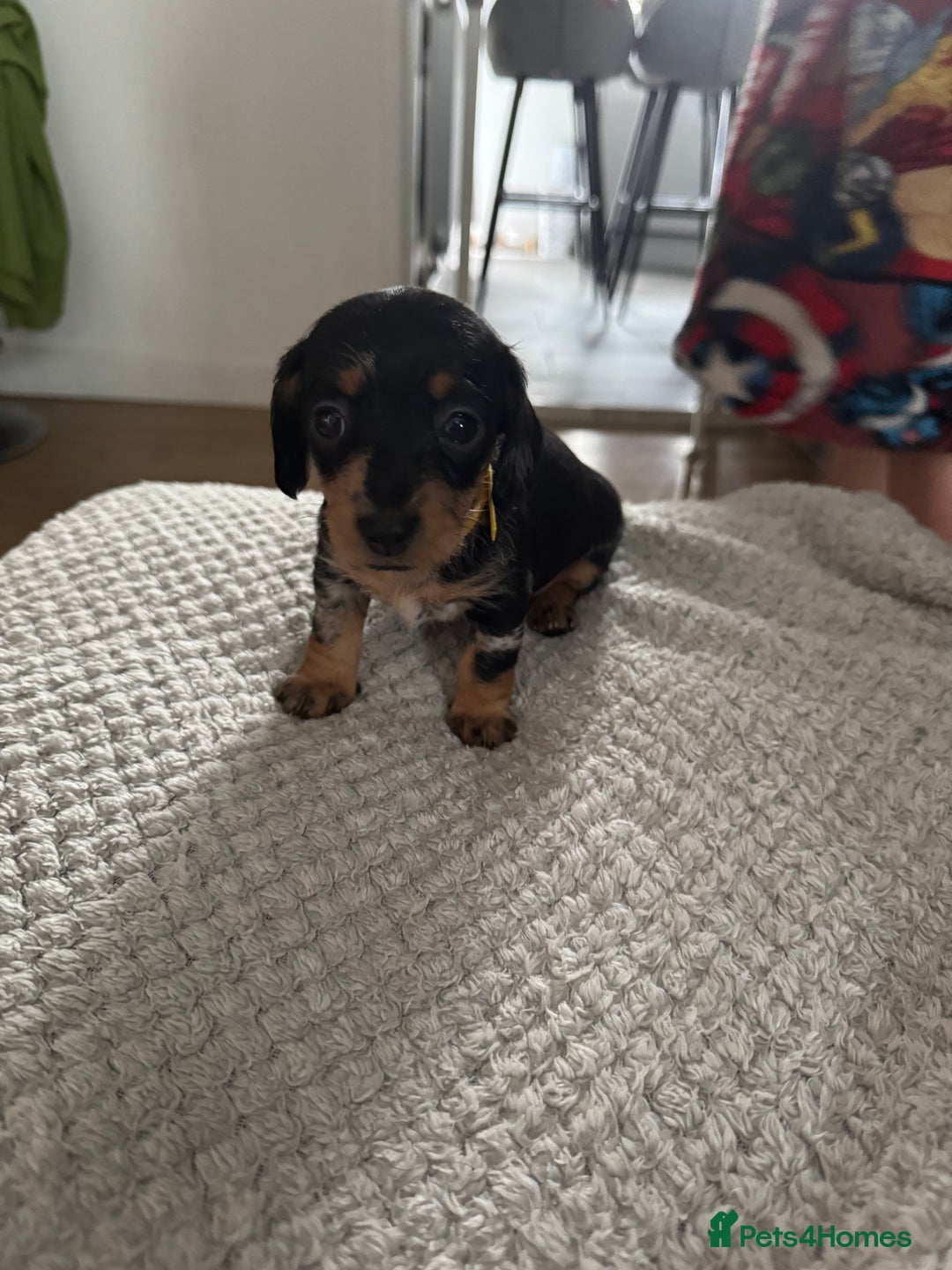 Dachshund dogs for sale: 8 dachshund puppies  - Image 29