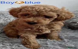 Maltipoo dogs for sale: red toy maltipoos - Image 10