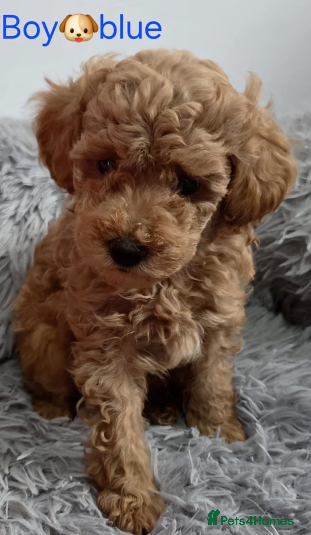 Maltipoo dogs for sale: red toy maltipoos - Image 10