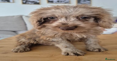Cockapoo dogs - Advert 6