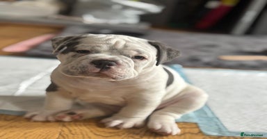 Mixed Breed dogs - Advert 15