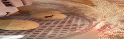 Mixed Breed poultry for sale: Fertile Hatching Eggs - Advert 1