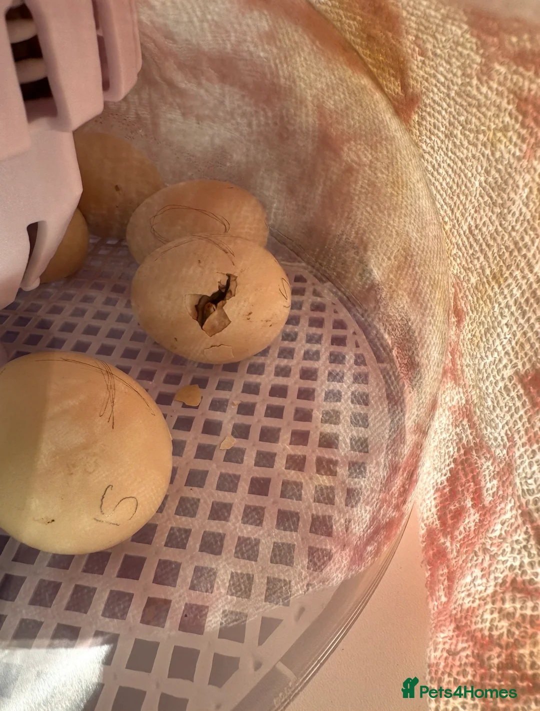 Mixed Breed poultry for sale: Fertile Hatching Eggs - Advert 1