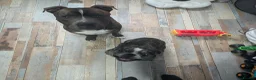 French Bulldog dogs for sale: Luna 2 year old French bulldog  - Advert 6