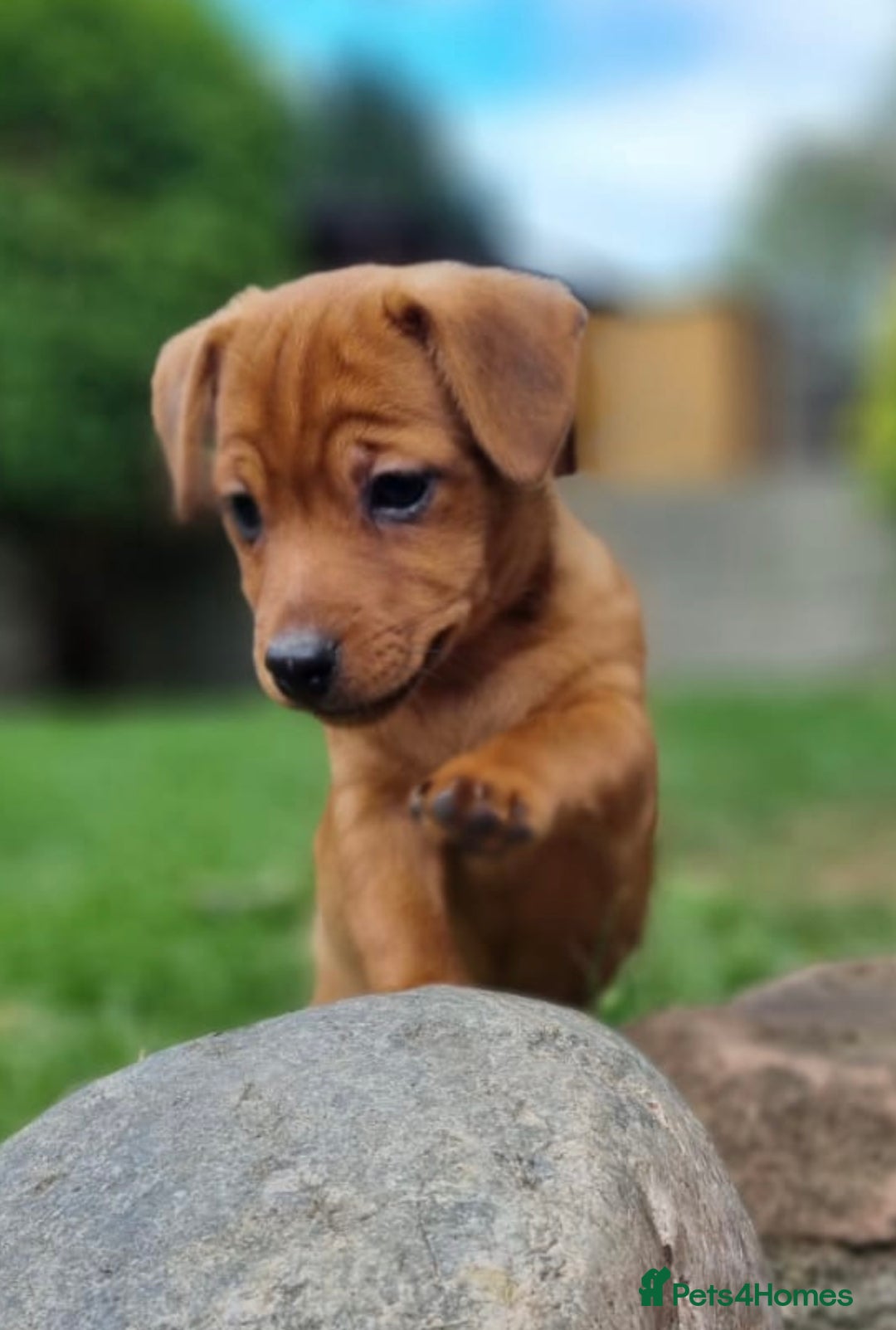 Mixed Breed dogs for sale: Gorgeous Jack Russell x Norfolk terrier pups  - Image 4