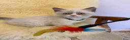 Ragdoll cats for sale: 💙 Stunning Purebred Ragdoll kittens  - Advert 12