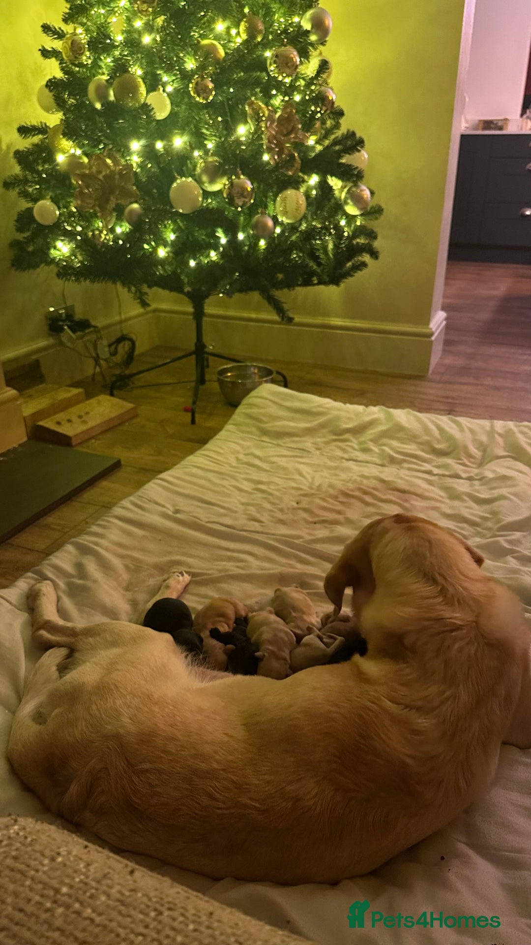 Mixed Breed dogs for sale: Dachsador  - Advert 8