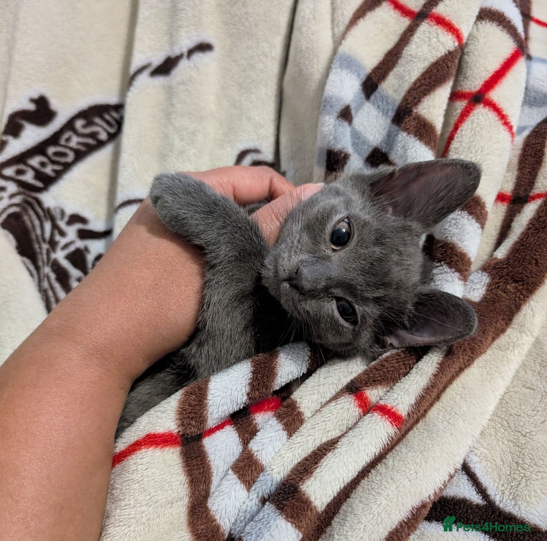 Russian Blue cats for sale: 3 Month Old Kitten Looking 4 a Loving Forever Home - Advert 7