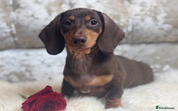 Miniature Dachshund dogs for sale: Kc reg min  Dachshund babies  - Image 1