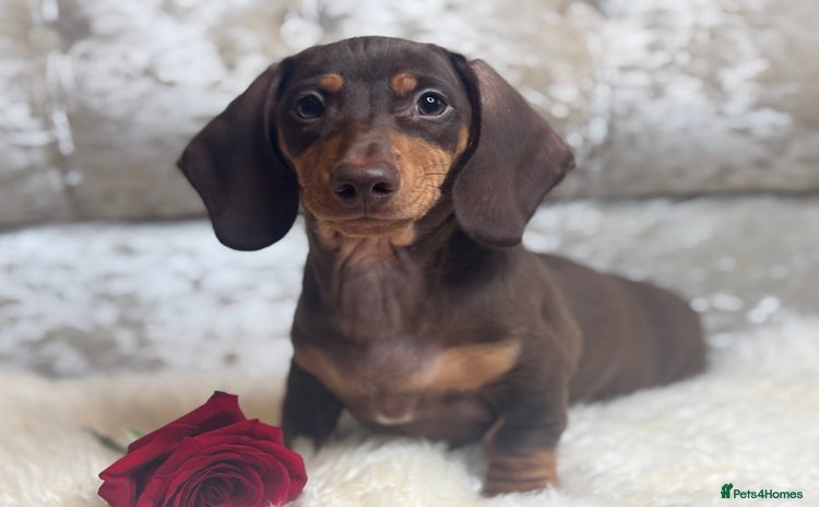 Miniature Dachshund dogs - Advert 3