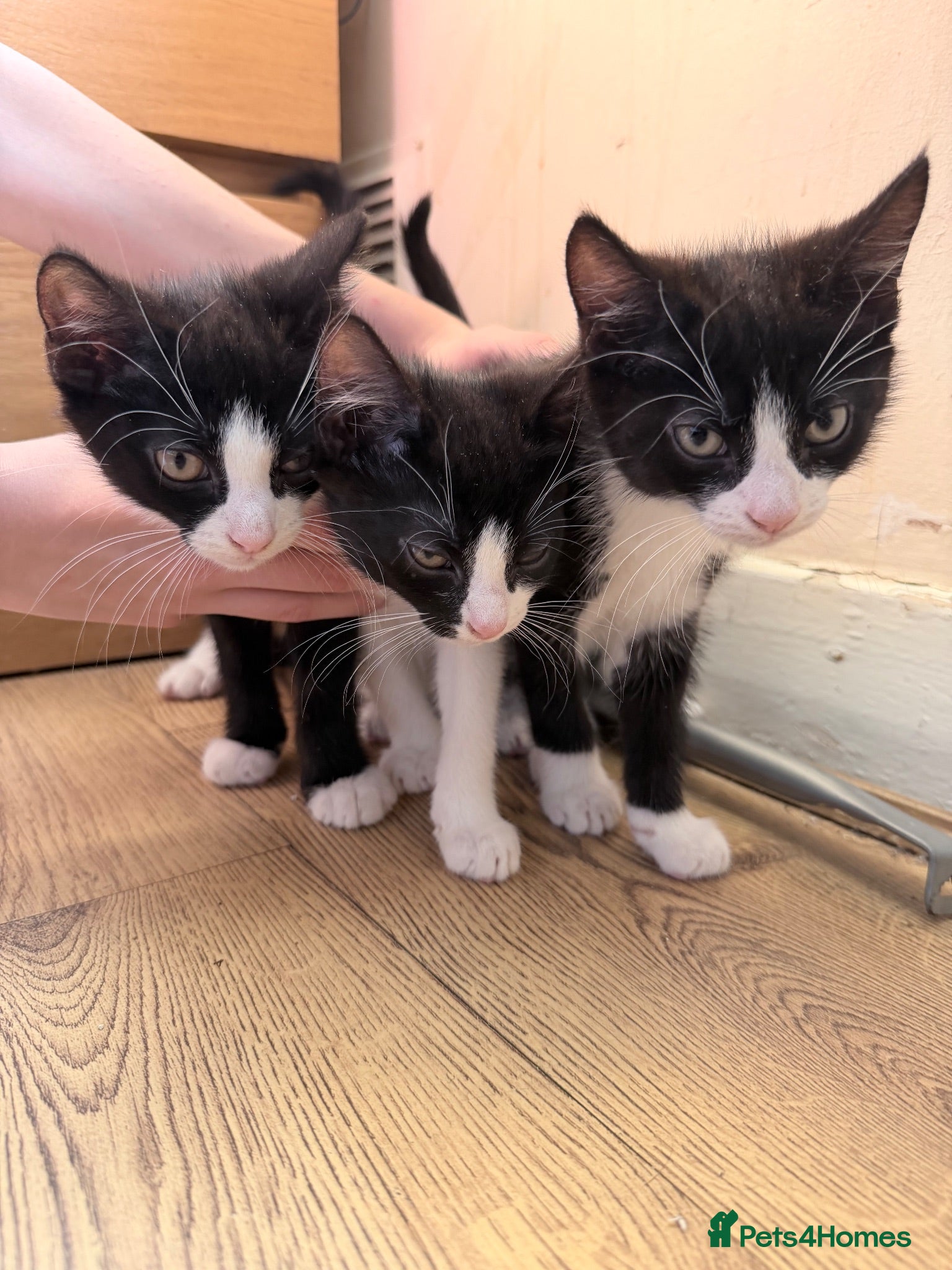 Mixed Breed cats 3 cute kittens ready for forever home  - Advert 2