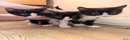 Mixed Breed cats for sale: 3 cute kittens ready for forever home  - Advert 1