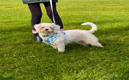 Zuchon dogs for sale: Lovely little Bichon x Shih Tzu aged 4  - Image 5